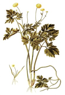 Ranunculus repens, Double Creeping Buttercup, Ranunculus repens pleniflorus, Illustration by