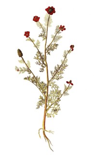 Autumn Adonis, Pheasant's eye, Adonis annua, Ranunculaceae, Illustration by Francesco Peyrolery,