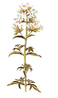 Soap Root, Soapwort or Bouncing Bet, Saponaria officinalis, Caryophyllaceae, Illustration by