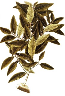 Bay Laurel, Laurus nobilis, Lauraceae, Illustration by Giovanni Antonio Bottione, watercolour,
