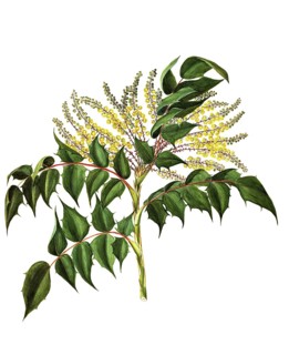Japanese holly-grape, Japanese Mahonia, Mahonia japonica, Berberidaceae, Illustration by Maddalena