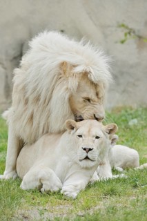 White lion (Panthera leo), pair copulating, captive