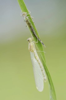 Willow Emerald Damselfly (Chalcolestes viridis) freshly hatched dragonfly and exuvia, North