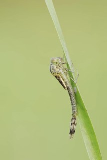 Willow Emerald Damselfly (Chalcolestes viridis) hatching, hatching, larva, dragonfly larva, North