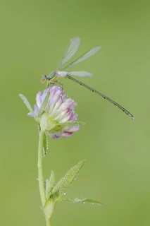 Willow Emerald Damselfly (Chalcolestes viridis), male on flower of meadow clover (Trifolium