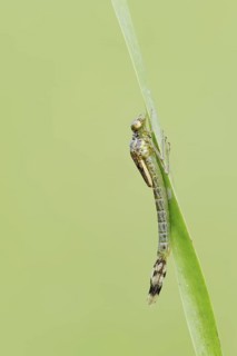 Willow Emerald Damselfly (Chalcolestes viridis), larva shortly in front of hatching, North