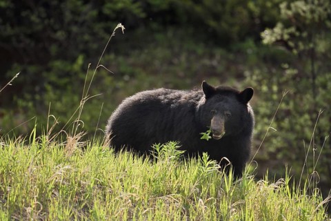 American Black Bear (Ursus americanus) eating plants in spring, Banff National Park, Alberta,