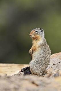 Columbia ground squirrel (Urocitellus columbianus, Spermophilus columbianus), Banff National Park,