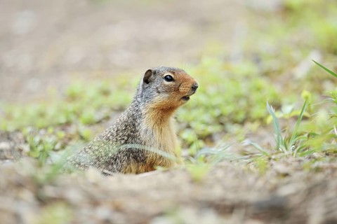 Columbia ground squirrel (Urocitellus columbianus, Spermophilus columbianus) looking out of its