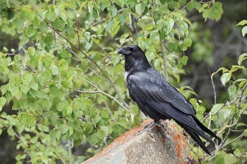 Raven (Corvus corax) sitting on a rock, Banff National Park, Alberta, Canada