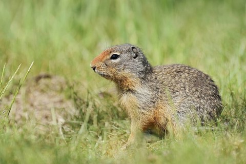 Columbia ground squirrel (Urocitellus columbianus, Spermophilus columbianus), British Columbia,