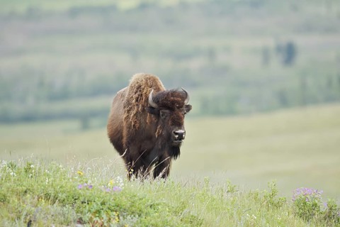 American Bison (Bos bison), female, Alberta, Canada