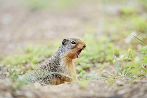 Columbia ground squirrel (Urocitellus columbianus, Spermophilus columbianus) looks out of its