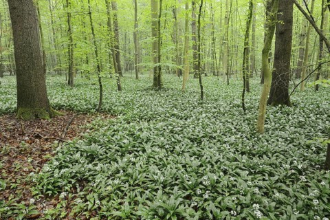 Wild garlic (Allium ursinum) in bloom in a deciduous forest, spring, North Rhine-Westphalia,