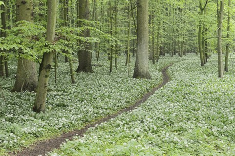 Flowering wild garlic (Allium ursinum) and path in a deciduous forest, spring, North