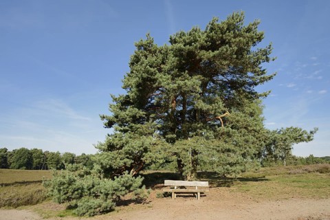 Scots pine or common pine (Pinus sylvestris) and bench in heathland, Westruper Heide, North
