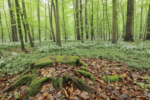 Flowering wild garlic (Allium ursinum) and tree root in a deciduous forest, spring, North