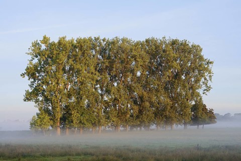 Bastard black poplars or Canada poplars (Populus x canadensis, Populus x euramericana) with morning