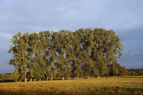 Bastard black poplars or Canada poplars (Populus x canadensis, Populus x euramericana) in autumn,
