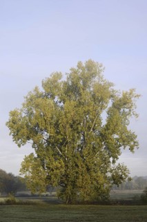 Bastard black poplar or Canada poplar (Populus ×canadensis, Populus ×euramericana) in autumn, North