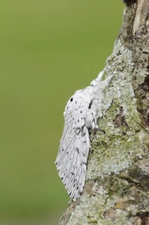 Cerura erminea or ermine moth (Cerura erminea), France