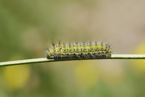 Small emperor moth (Saturnia pavonia), caterpillar, France