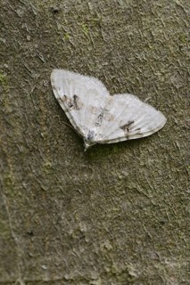 Black-banded leafhopper (Xanthorhoe montanata), North Rhine-Westphalia, Germany
