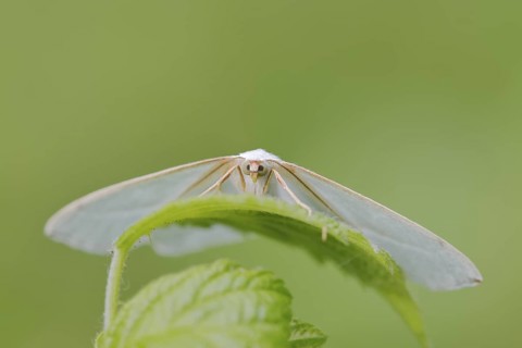 Pearl-bordered moth or silverleaf moth (Campaea margaritaria), male, North Rhine-Westphalia,
