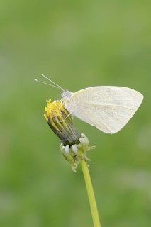 Small white (Pieris rapae), North Rhine-Westphalia, Germany