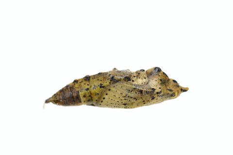 Small white (Pieris rapae), pupa against a white background, North Rhine-Westphalia, Germany