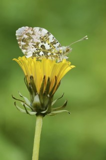 Aurora butterfly (Anthocharis cardamines), male sitting on a dandelion flower (Taraxacum
