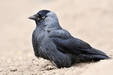 Jackdaw (Corvus monedula), North Rhine-Westphalia, Germany