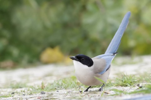 Blue magpie (Cyanopica cyanus), Algarve, Portugal