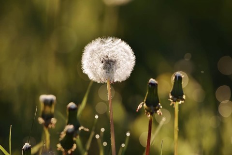 Common dandelion (Taraxacum sect. Ruderalia, Taraxacum officinale), fruit stand backlit, North