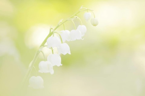 Lily of the valley (Convallaria majalis), flowers, North Rhine-Westphalia, Germany