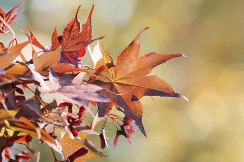 Fan maple (Acer palmatum), leaves in autumn, North Rhine-Westphalia, Germany