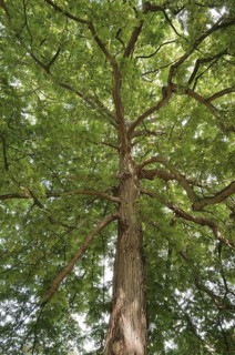Caucasian wingnut (Pterocarya fraxinifolia), North Rhine-Westphalia, Germany