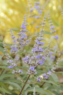 Monk's pepper or chaste tree (Vitex agnus-castus, Agnus-castus vulgaris, Vitex verticillata),