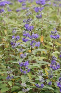Bearded flower (Caryopteris x clandonensis), flowering, ornamental shrub, North Rhine-Westphalia,