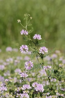 Colourful crown vetch (Securigera varia, Coronilla varia), flowering, North Rhine-Westphalia,