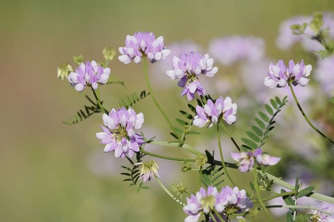 Colourful crown vetch (Securigera varia, Coronilla varia), flowering, North Rhine-Westphalia,