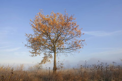 Pedunculate oak or summer oak (Quercus robur, Quercus pedunculata) in autumn, North