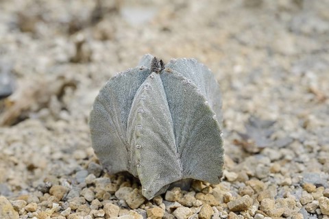 Bishop's cap (Astrophytum myriostigma), native to Mexico
