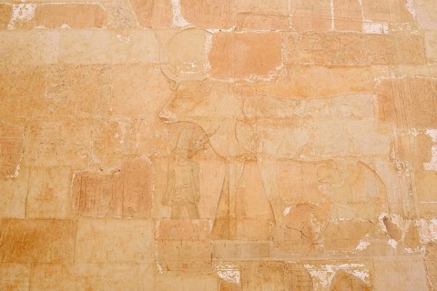 Relief of the Hathor Cow, Temple of Hatshepsut, Mortuary Temple of Hatshepsut, Deir el-Bahari,