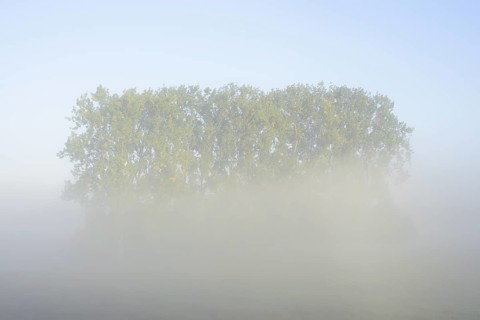 Bastard black poplars or Canada poplars (Populus x canadensis, Populus x euramericana) in the