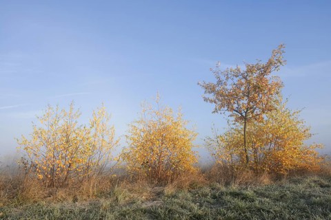Silver birch or white birch (Betula pendula) and pedunculate oak (Quercus robur, Quercus
