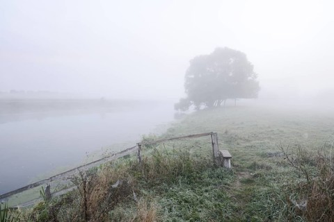 Silver willow (Salix alba) by the river Lippe in the morning mist, North Rhine-Westphalia, Germany