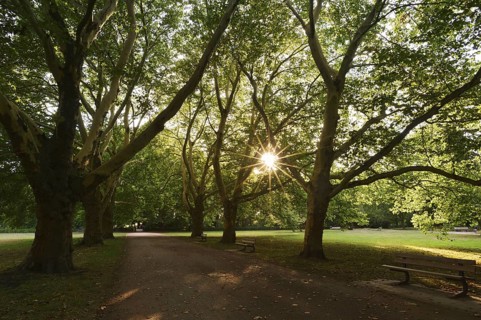Path and common plane tree or Platanus × acerifolia (Platanus x hispanica, Platanus × acerifolia,