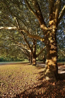 Common plane tree or Platanus × acerifolia (Platanus x hispanica, Platanus × acerifolia, Platanus ×