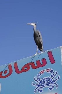Great Egret (Egretta gularis schistacea, Egretta schistacea) on sign of fish shop, Hurghada, Egypt